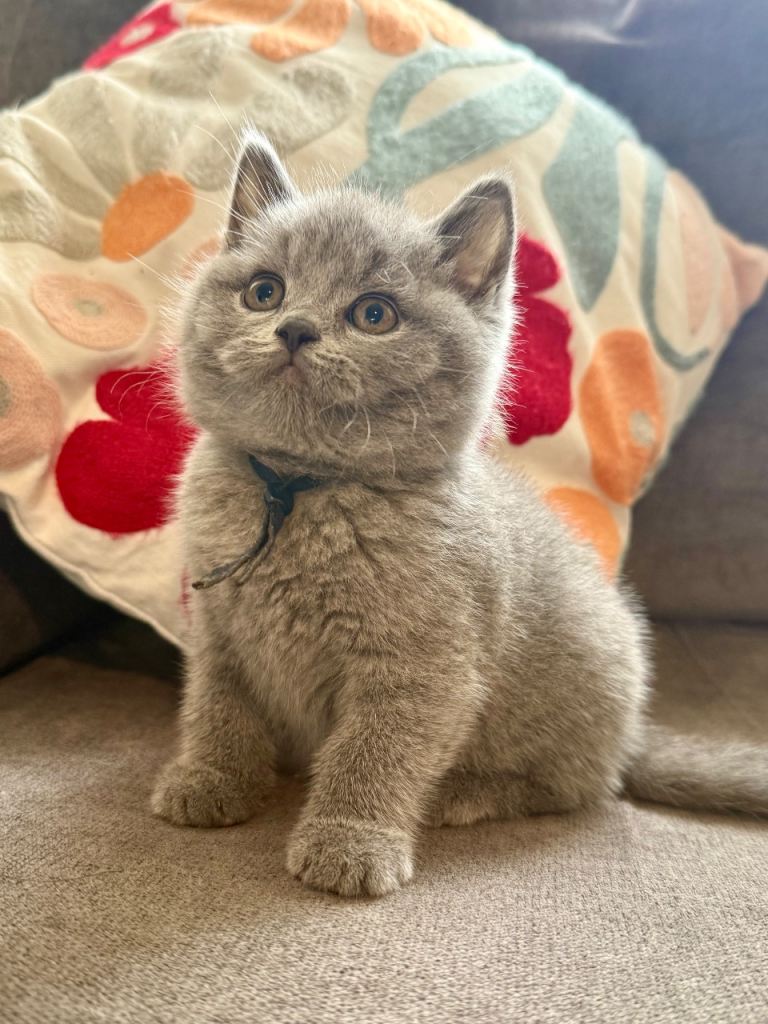 British Shorthair kittens - 7 weeks old 