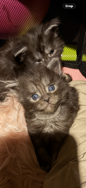 Beautiful maine coon kittens 