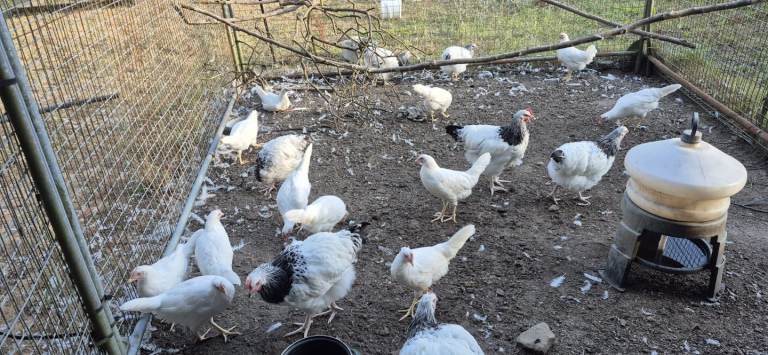 Chickens for sale 