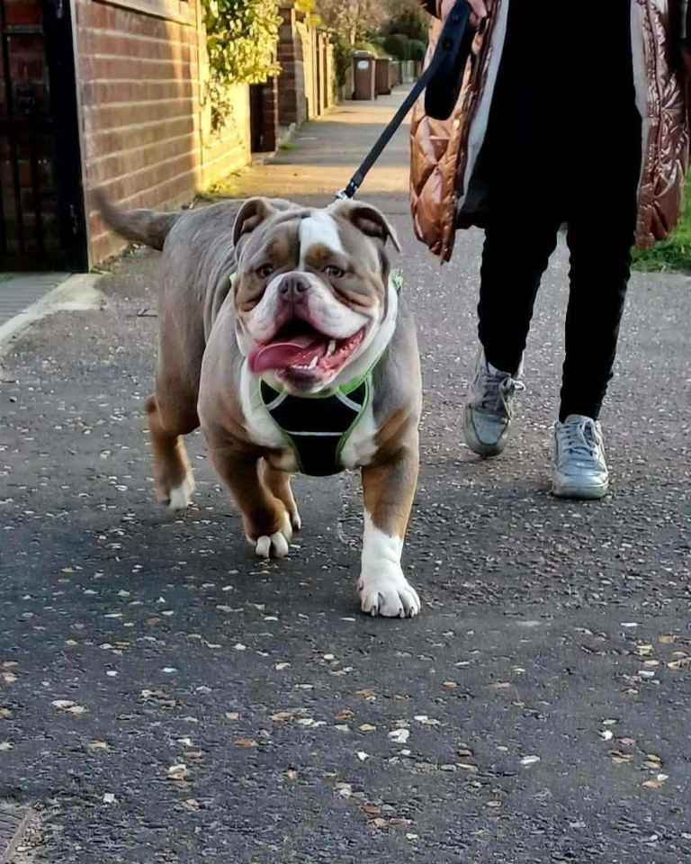 Old English Bulldog needing loving new home.