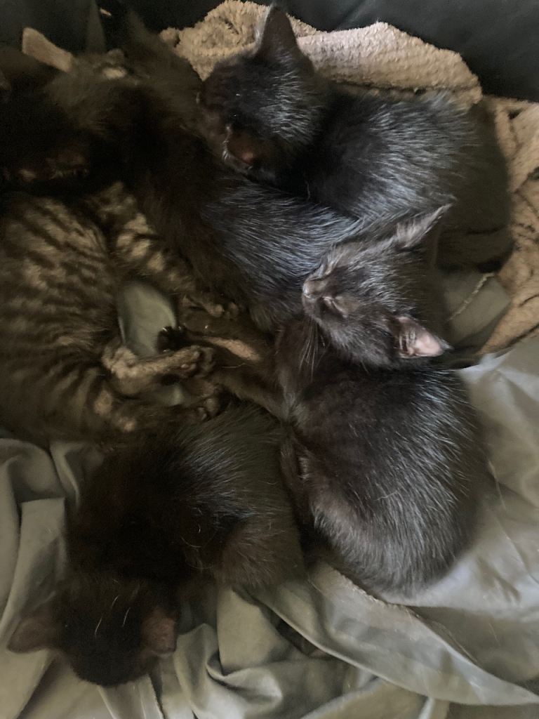 Kittens 