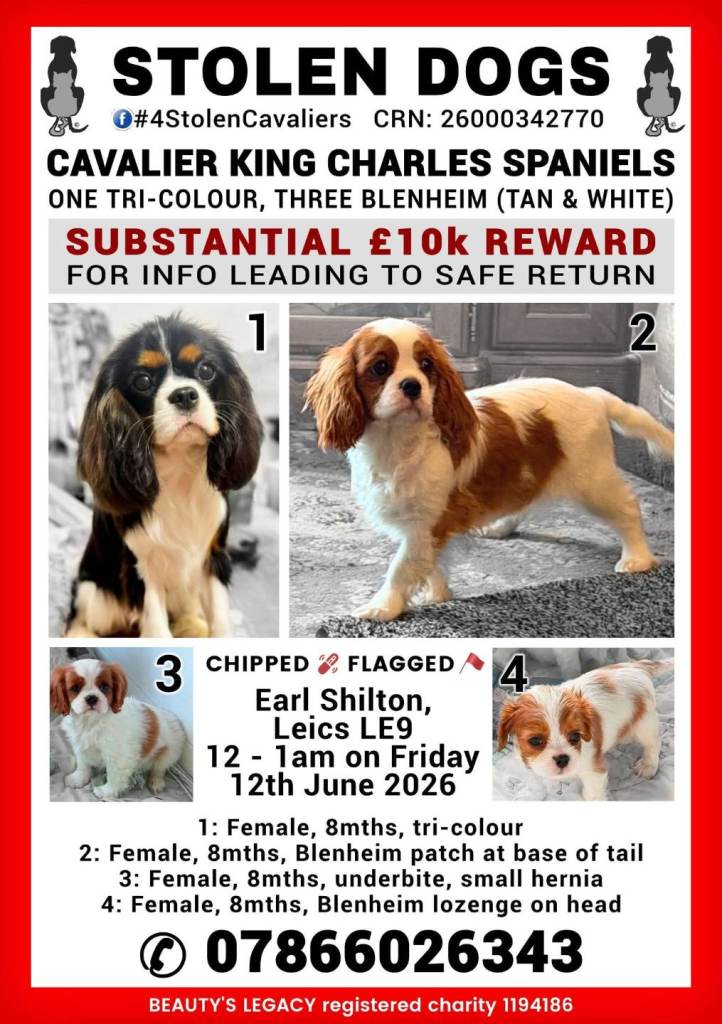 4 STOLEN CAVALIER KING CHARLES SPANIELS