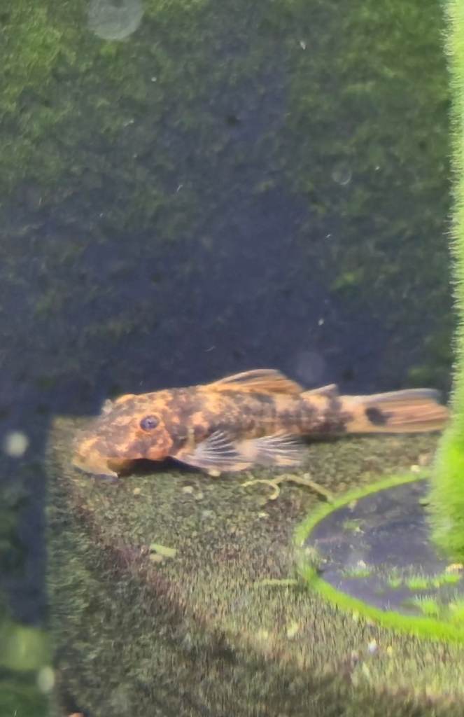 Bristlenose Plecos