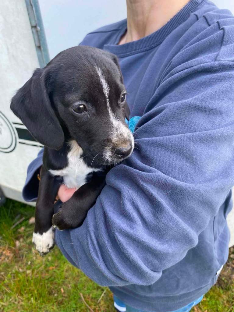 Gorgeous pattercock puppies ready now show cocker spaniel x patterdale 