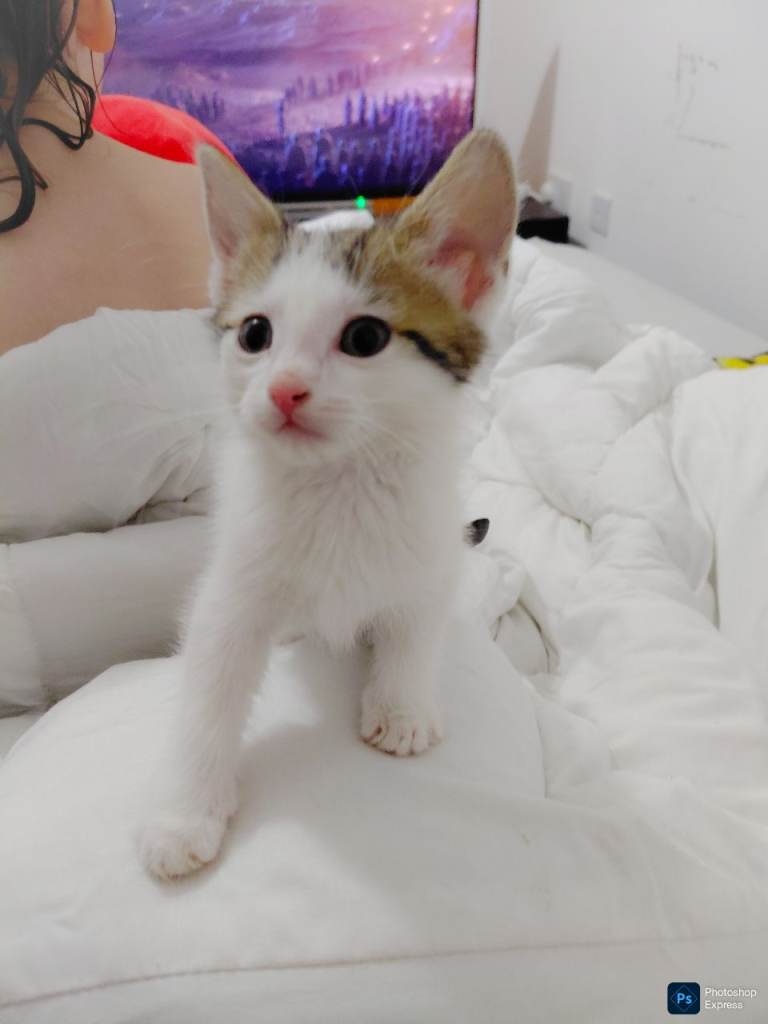 mixed kittens for sale 