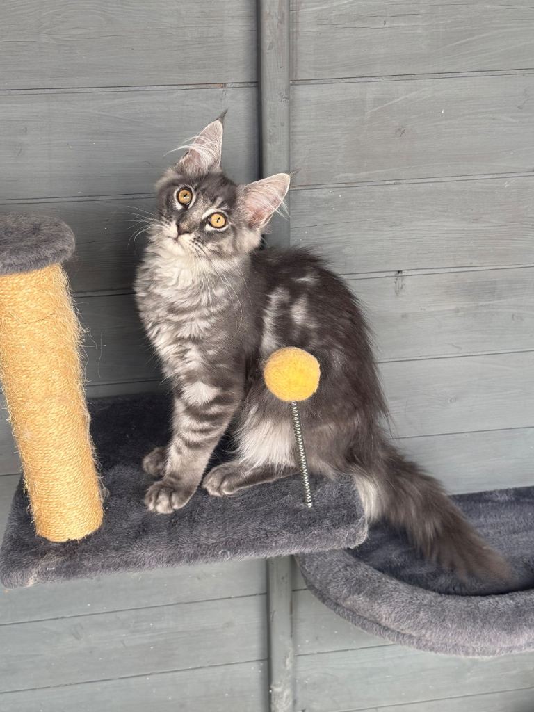 TICA reg Maine coon girl 