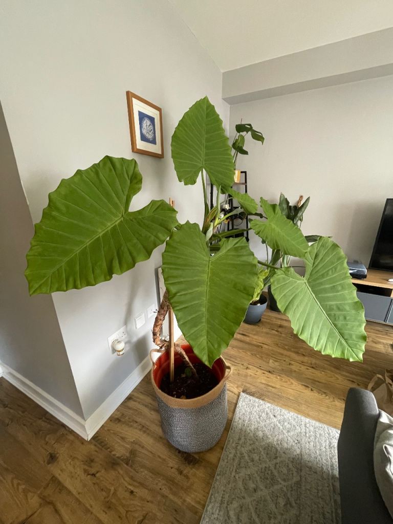 Elephant Ear plant - 170cm-180cm