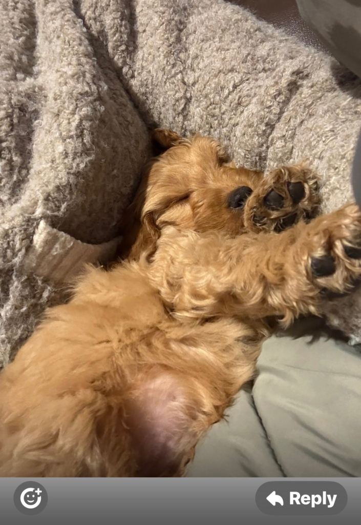 Male cockapoo 9 weeks old