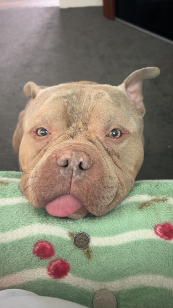 Male pocket bully 