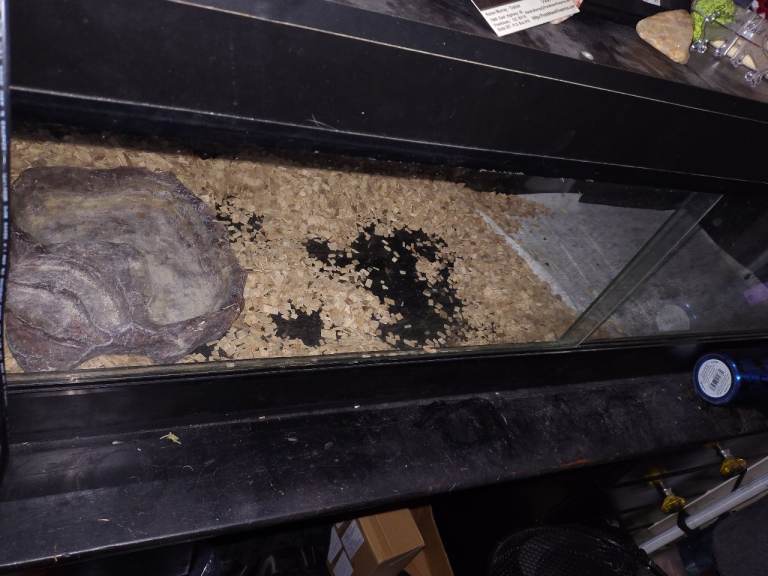4ft black vivarium 
