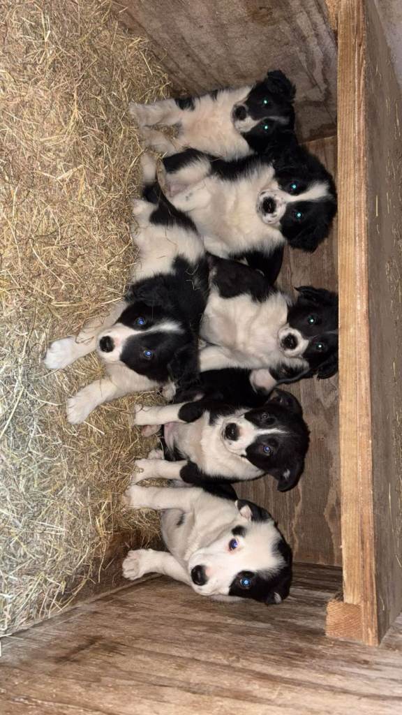 7 puppy 