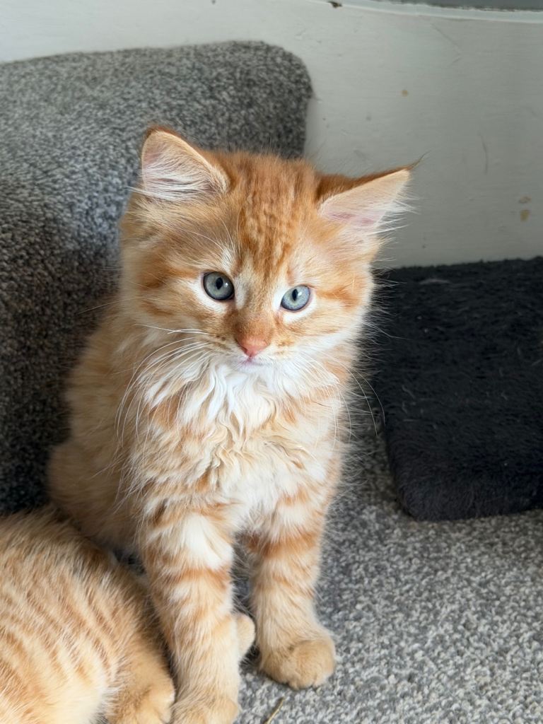 Gorgeous kittens 
