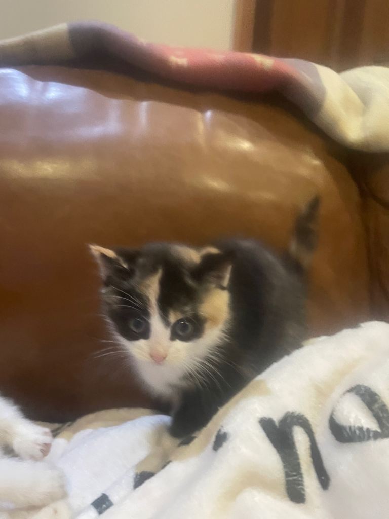 Kitten’s ready now 