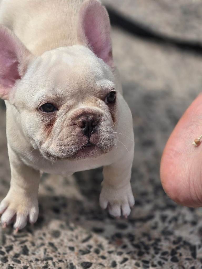 11 week old platinum frenchie pup