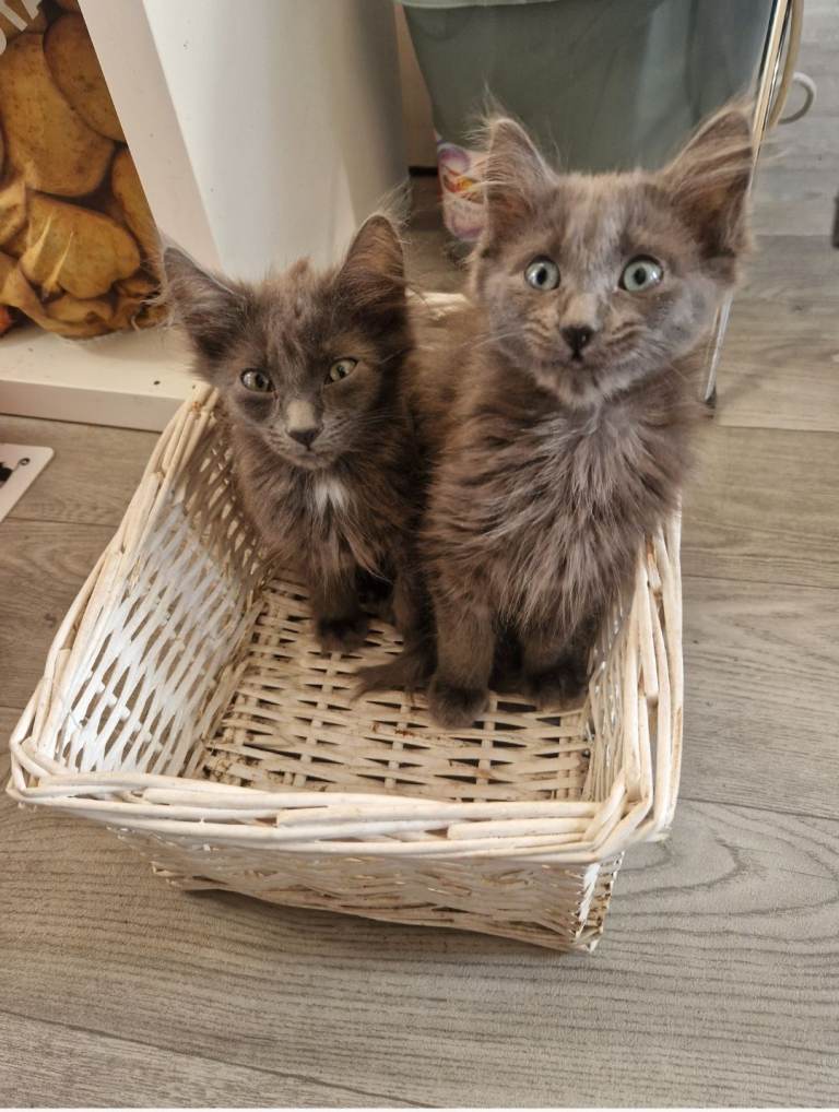 Beautiful fluffy mix Ragdoll 