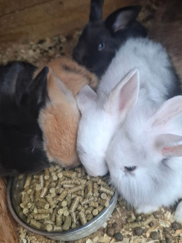 Fluffy & lop babys