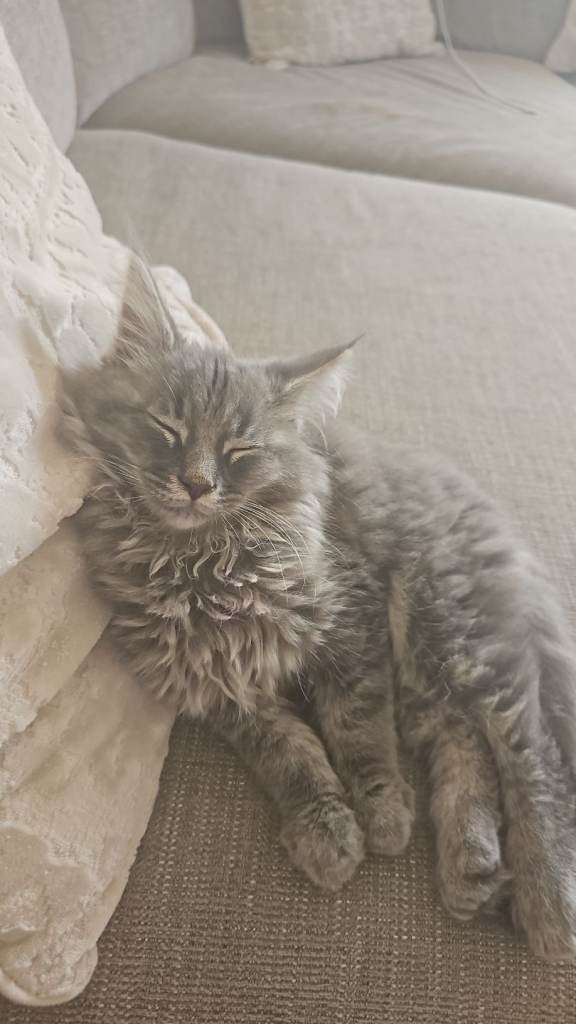 Maine coon 