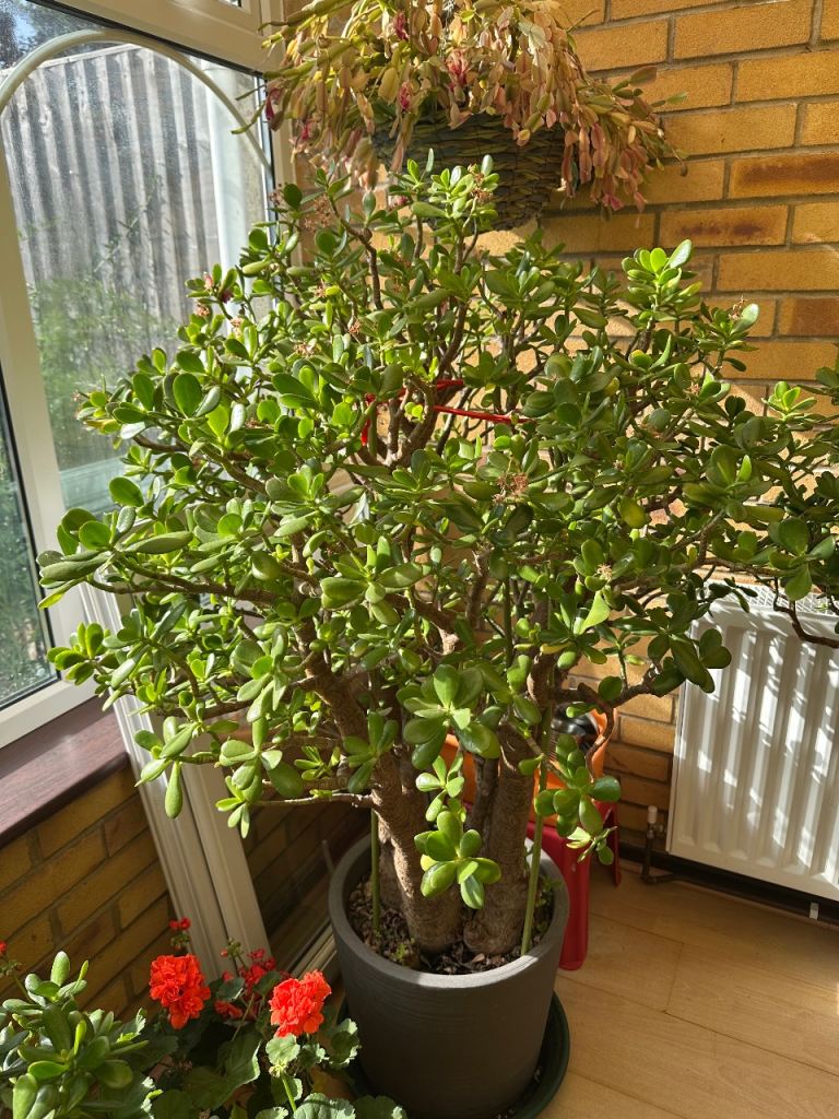 Money Tree Plant 25+ Years Old