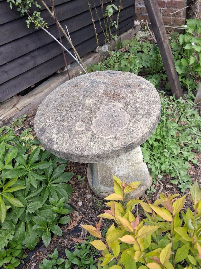 Reduced Staddle Stone Mushroom