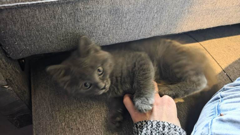 13 weeks Ragdoll and Maine coon mix kitten