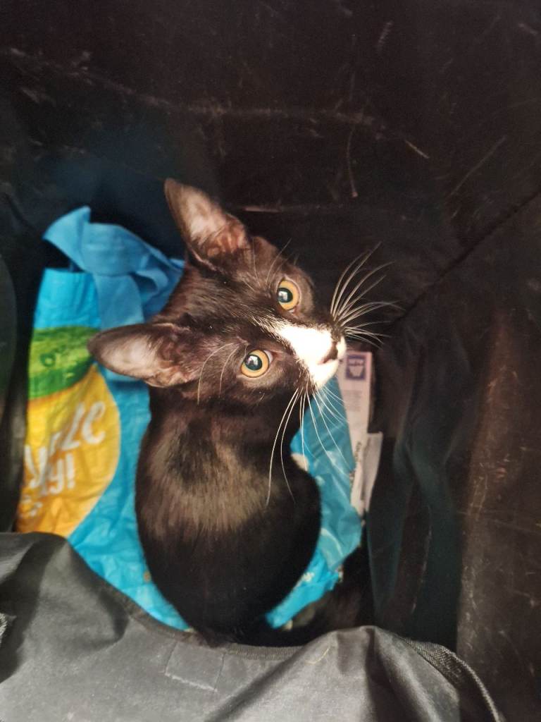 15 week old male kitten