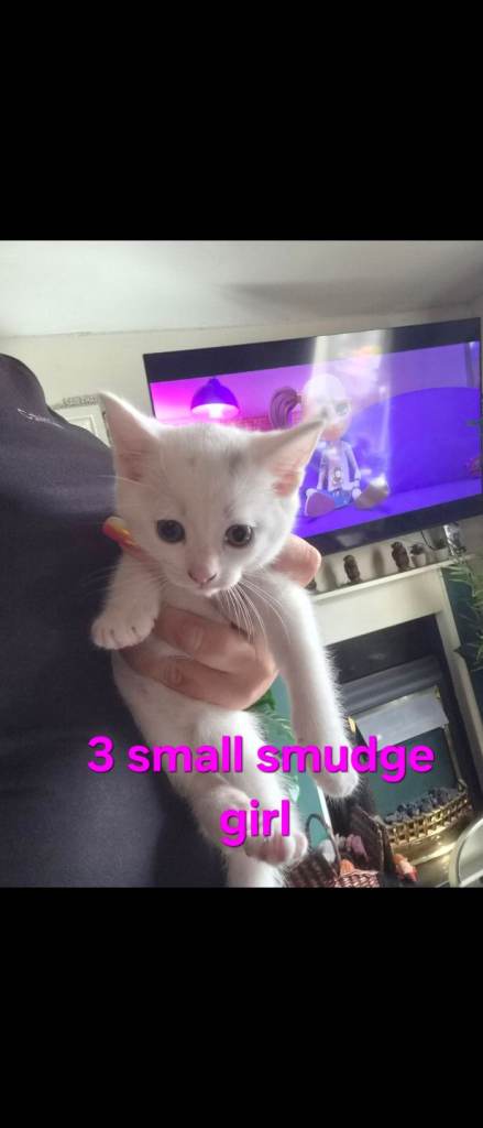 3white kittens 