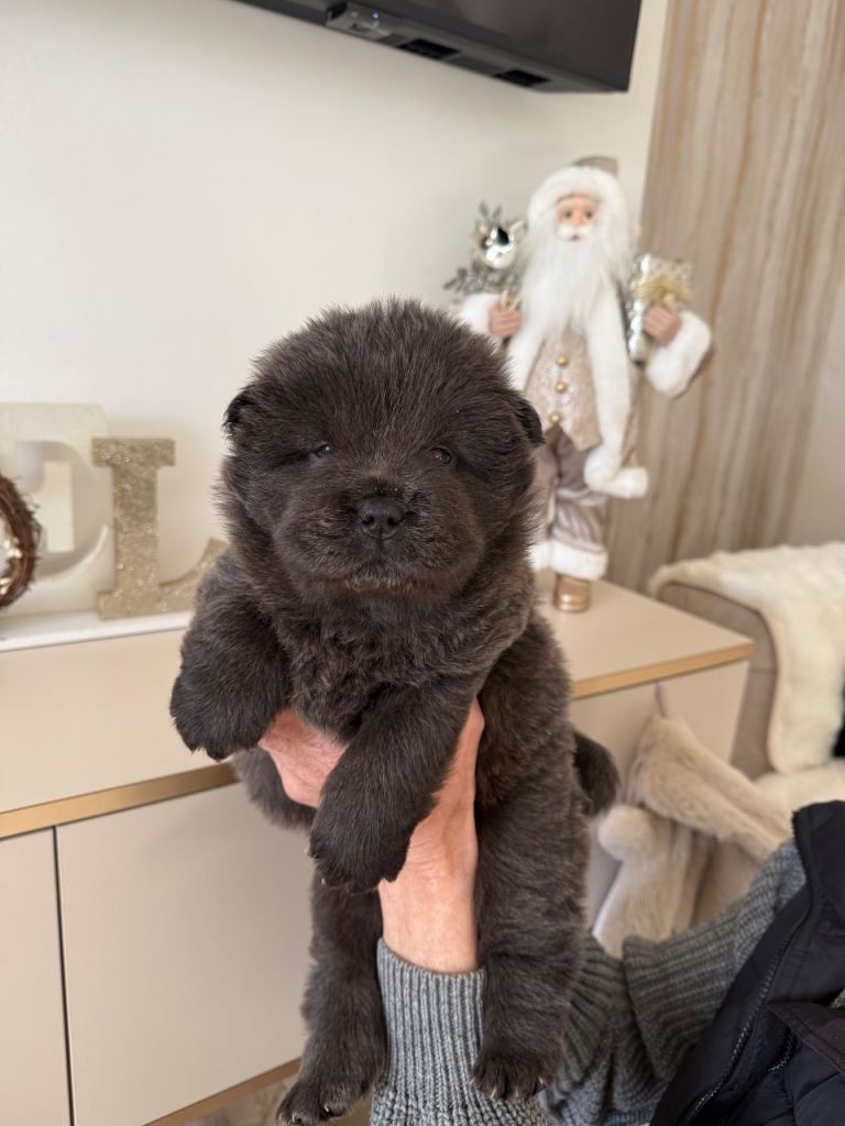 image for REDUCED Ready to leave 24.12.25  Kc registered chow chow puppy’s 