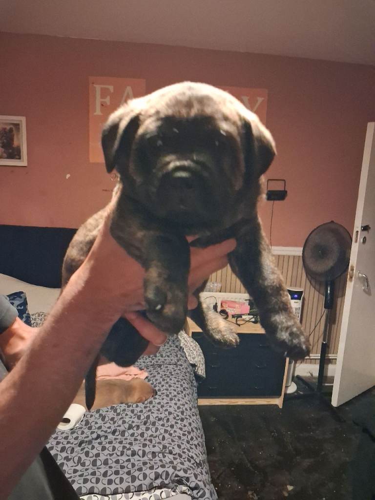 Puppys for sale