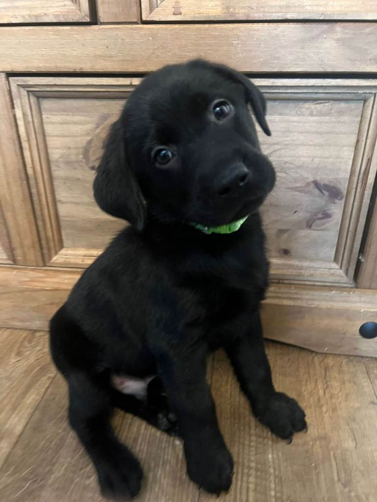 🐾Beautiful Labrador puppies🐾