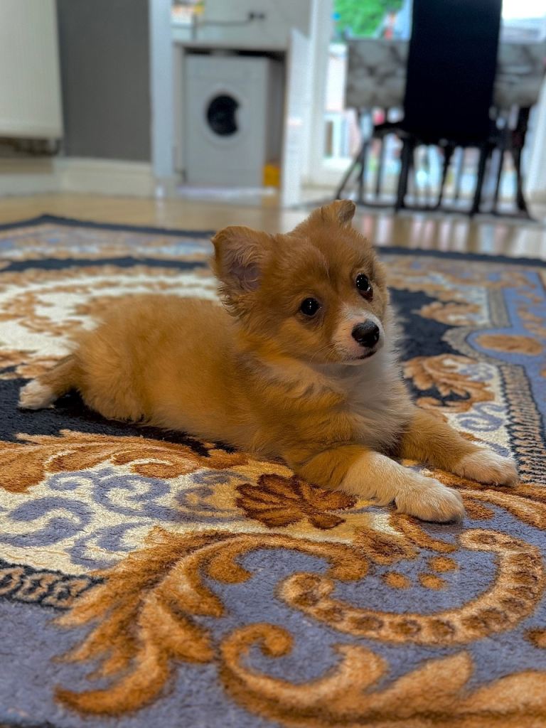 3 Month Pomchi Puppy