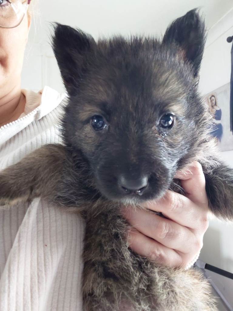 German shepered puppies