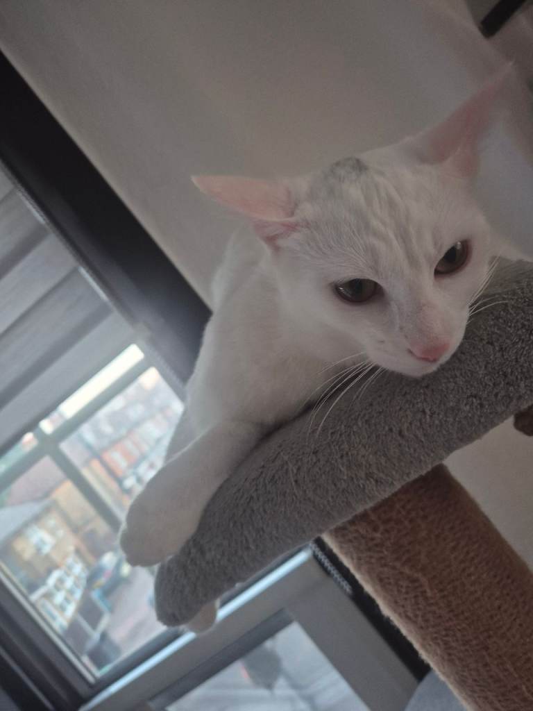 Very friendly cat 