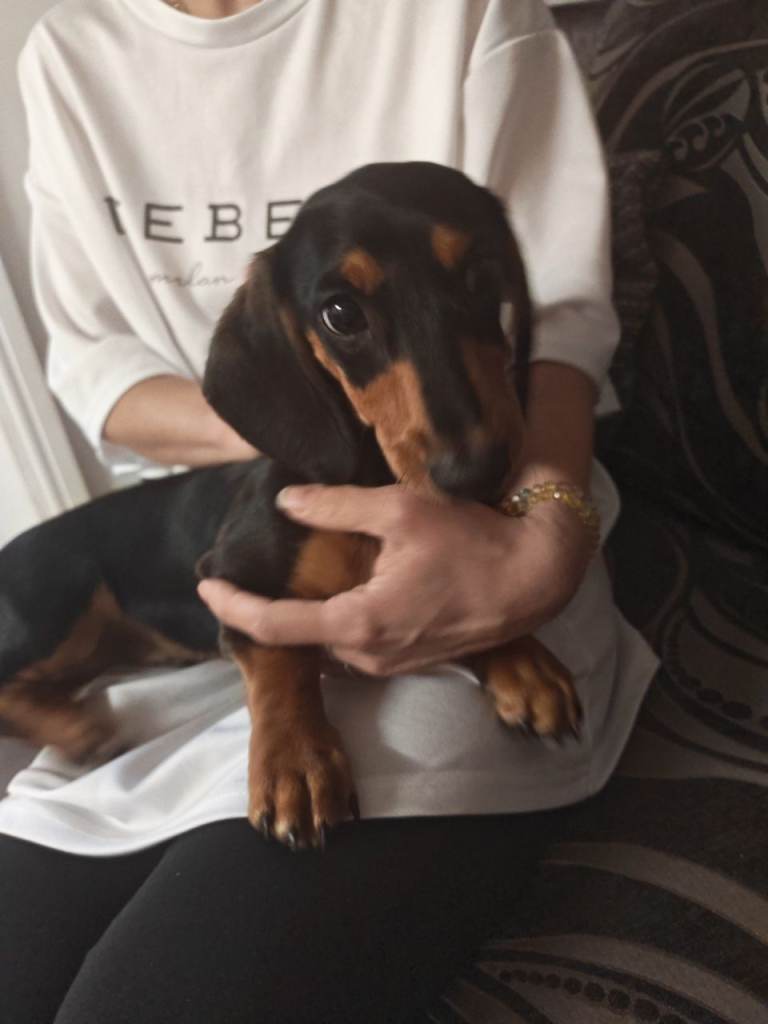 Dachshund