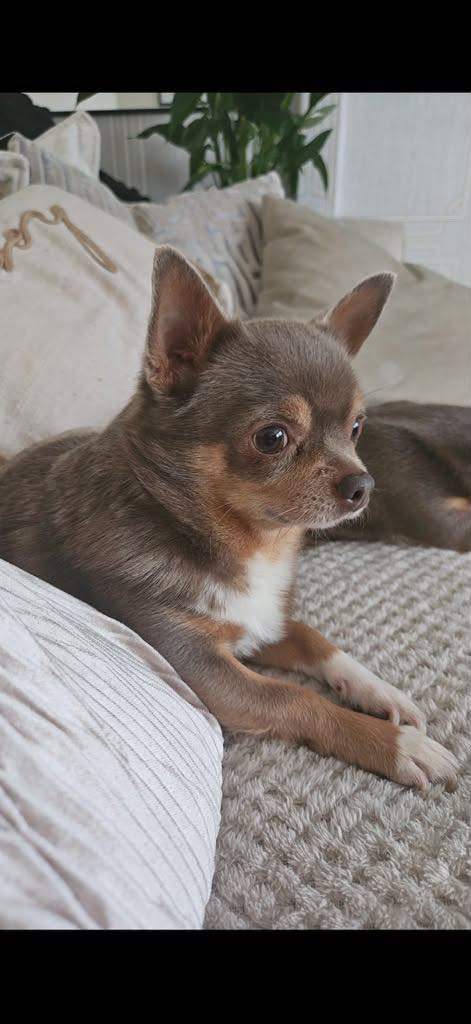 Chihuahua boy 6 years old 