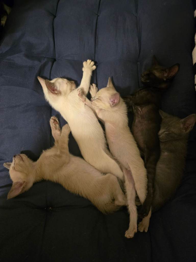 Siamese