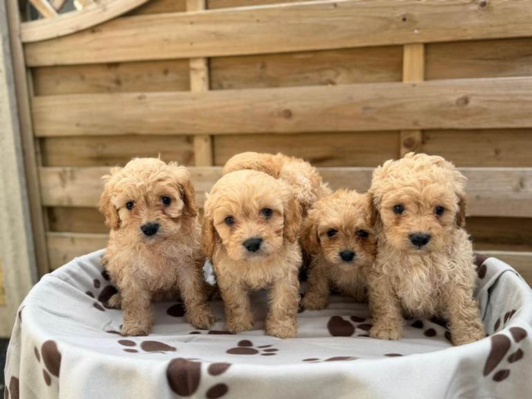 Cavapoos 6 boys available 