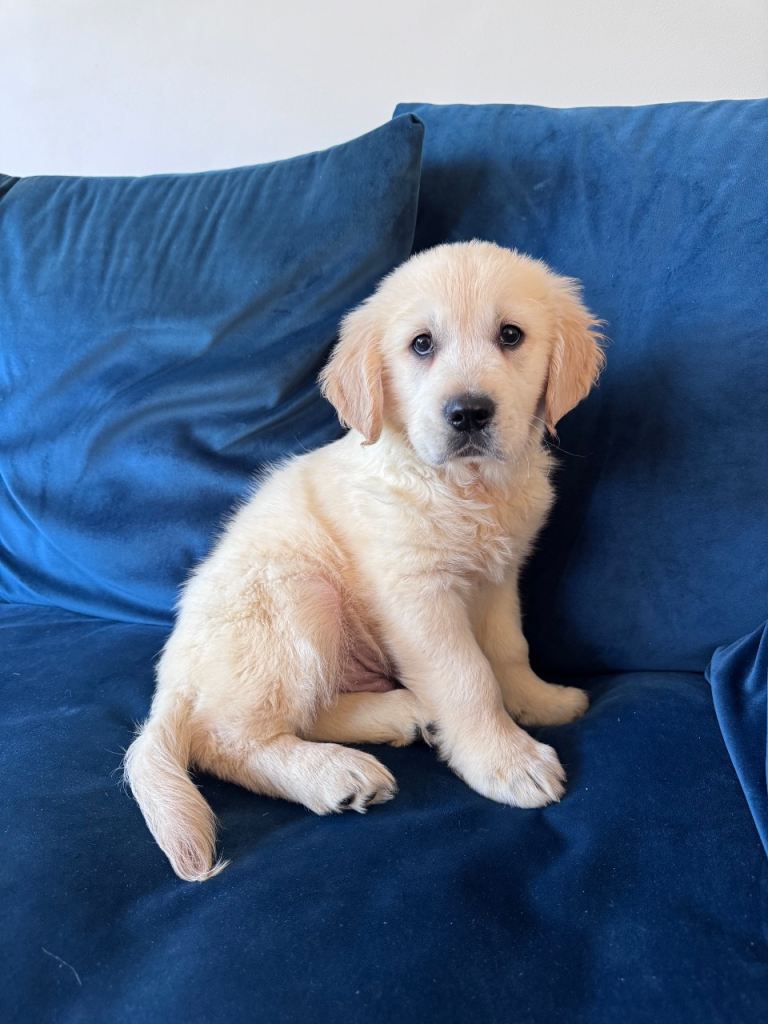 Golden Retriever Puppy | Male | 11 Weeks | 