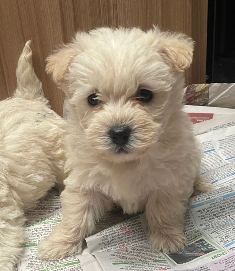 BEAUTIFUL WESTIE X POODLE PUPPIES 