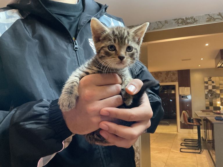 2 bengal kittens £100 each