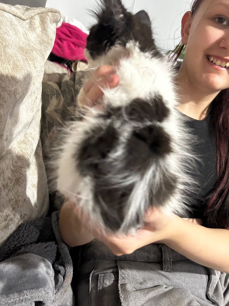 beautiful kittens ready now one boy one girl 