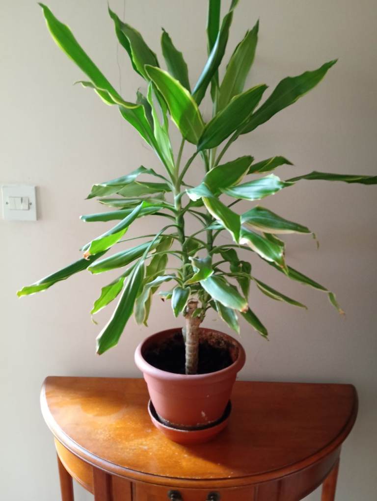Healthy Dracaena Plant in Terracotta Pot