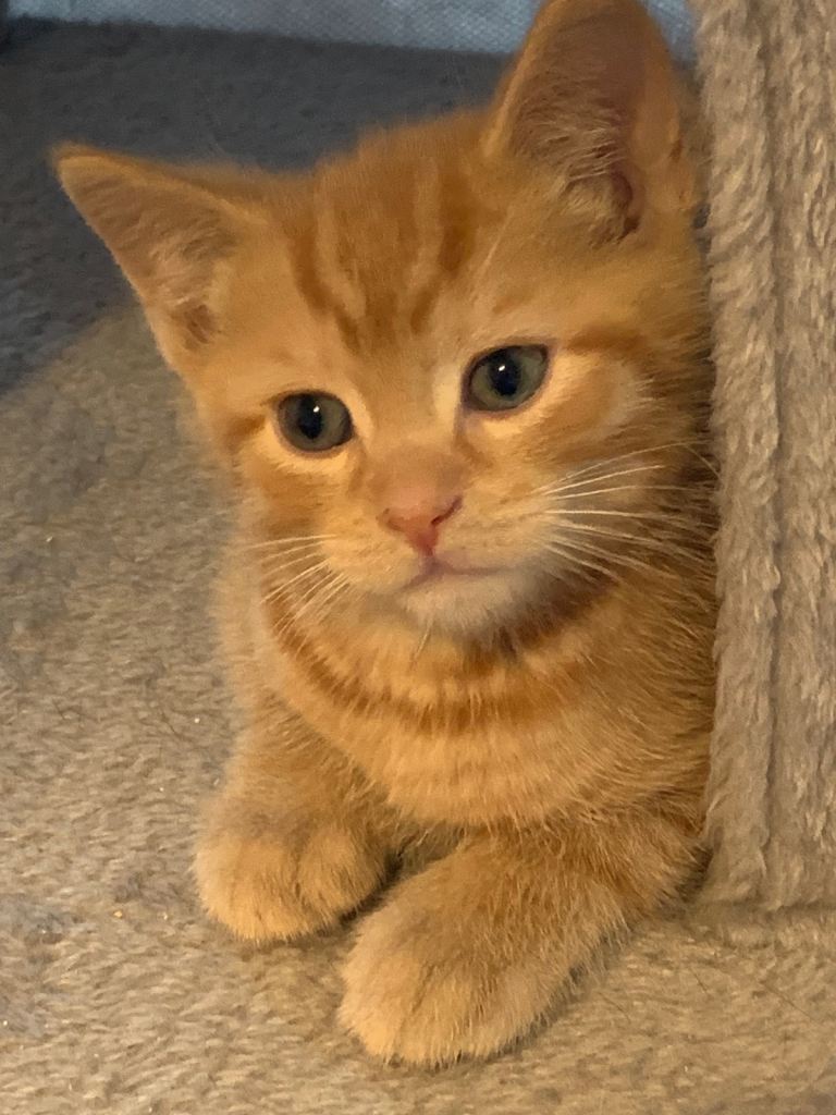 KITTENS
