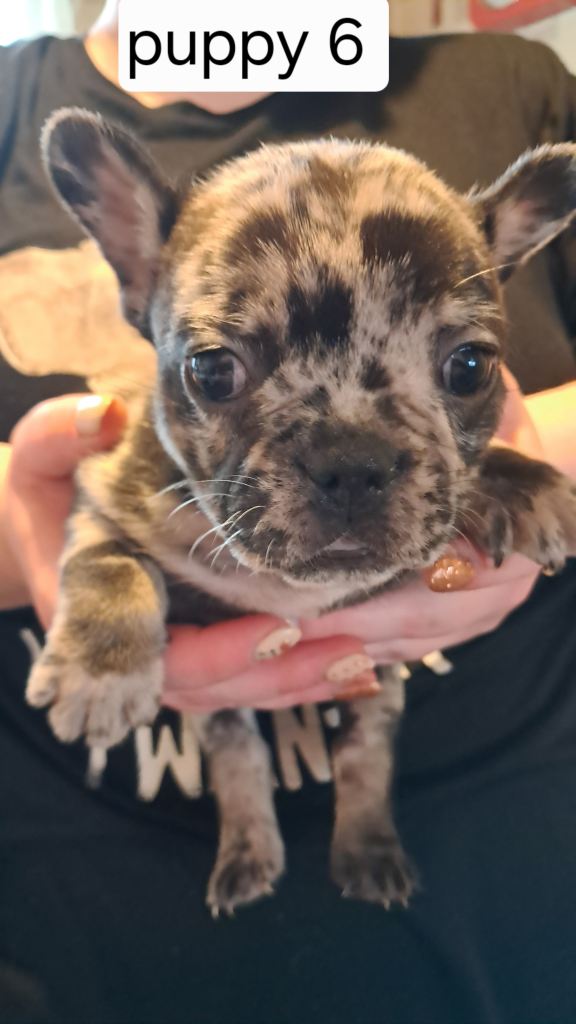 French bulldogs puppies 