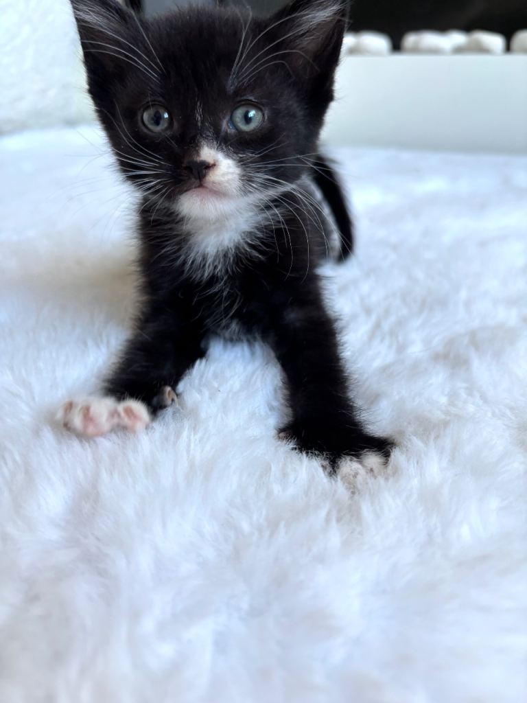 One last Kitten for sale Doncaster 