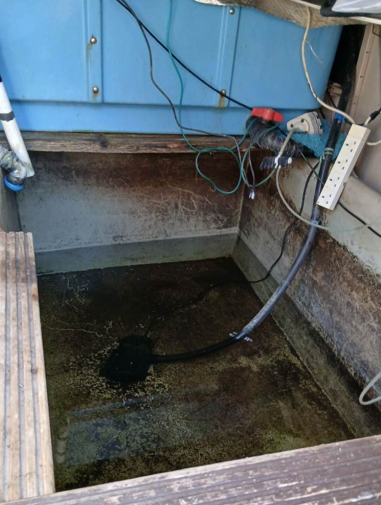 Koi carp grow on tank pond 300gal