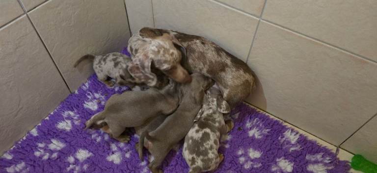 Kc registered miniature dachshund puppies 