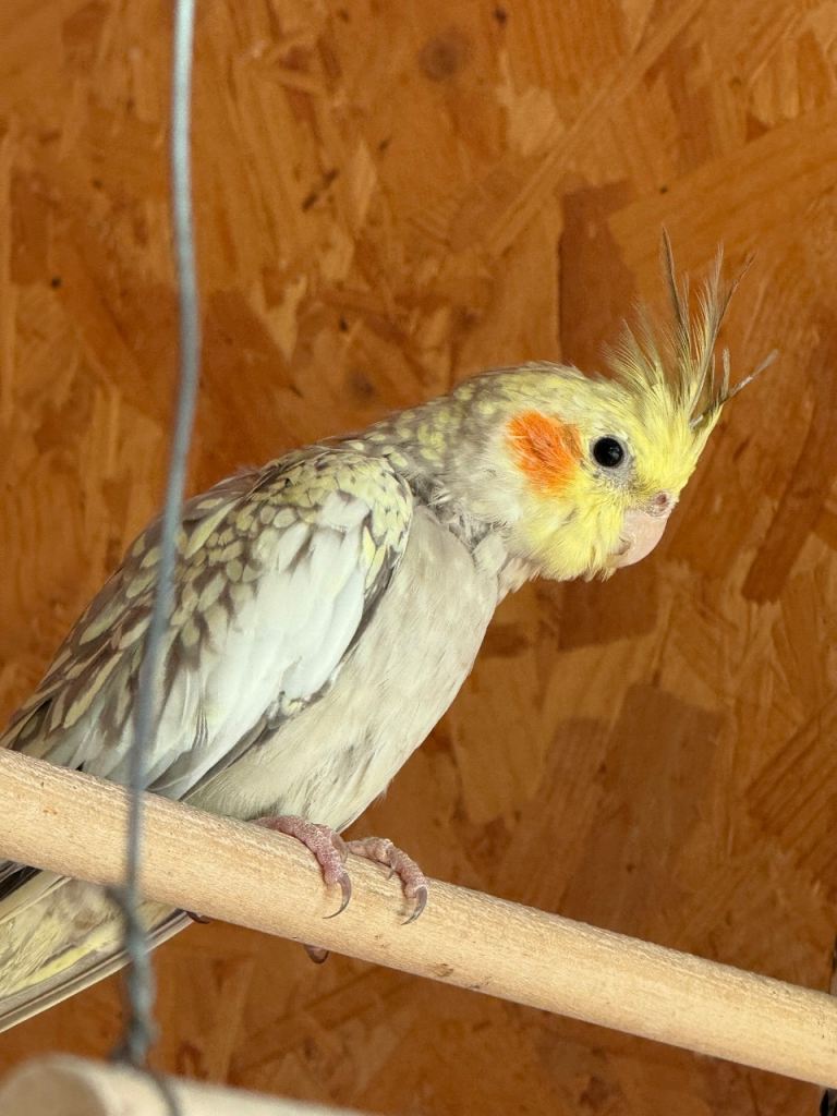 Young beautiful and healthy cocktails and pair of white budgies with cage.