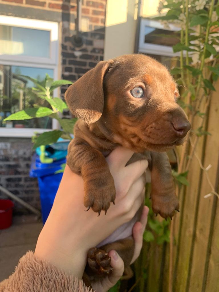 KC miniature dachshund 1 girl left