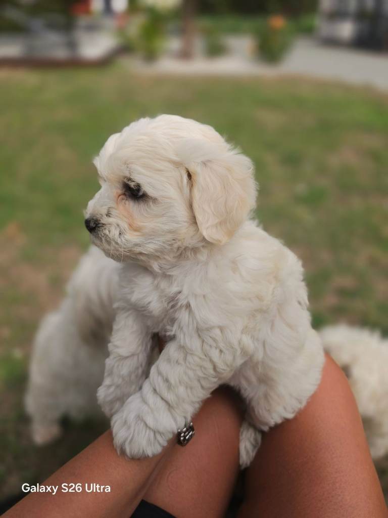 Adorable Male Bichon Frise Puppy Ready to Rehome