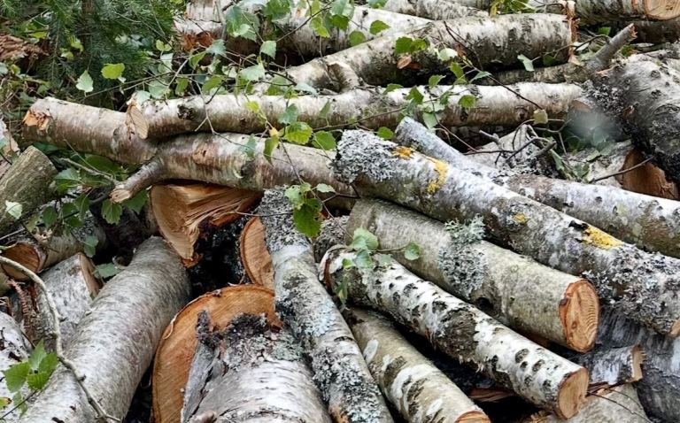 Silver Birch firewood logs 